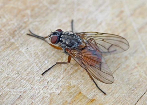 Taková malá moucha dokáže to stanování člověku ráno pěkně znepříjemnit