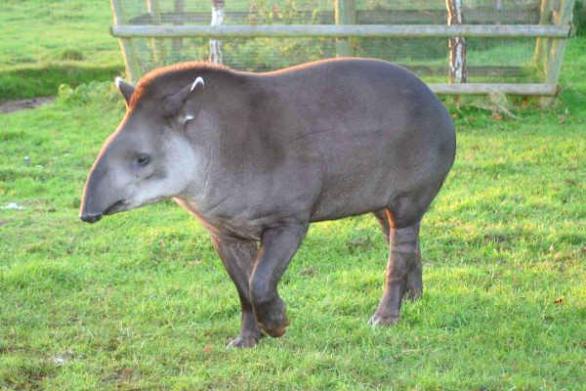 Chcete tapíra? Tak to se budete muset odstěhovat od rodičů, jelikož vám ho mamka nedovolí