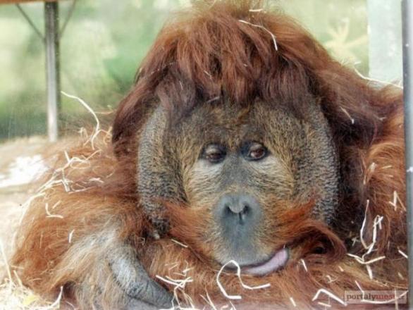 Ústecký orangutan