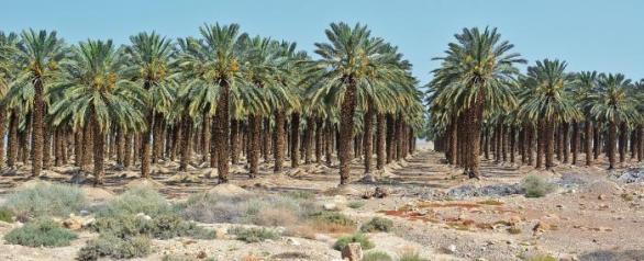 Jedna jediná datlová palma vypije až 1200 litrů vody za den. Ta nepochází jen z řeky Jordánu, hlubinných studní, ale také z odsolovacích zařízení. Je to drahý špás, ale stále se vyplatí.