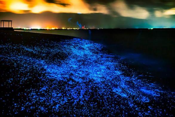 Světélkující plankton – pro hydrobiology známka pohromy, pro cestovatele zážitek.