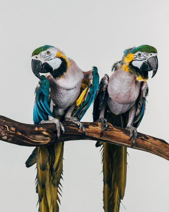 Chloe a Merlot (samičky): velcí papoušci rodu Ara (Ara ararauna)