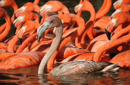 Plameňáky kubánské můžeme navštívit v liberecké nebo pražské ZOO.