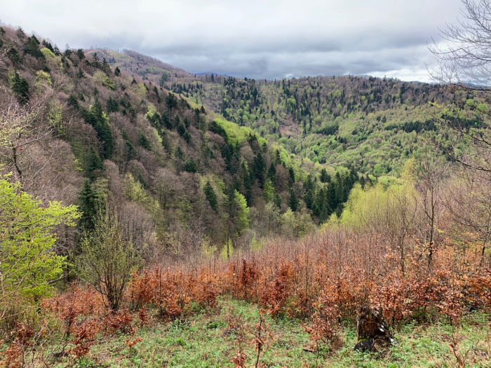 Pohoří Čergov, ve kterém se nachází první soukromá rezervace Vlčia, již spravuje Lesoochranářské sdružení VLK, jehož je je Jural Lukáč náčelníkem