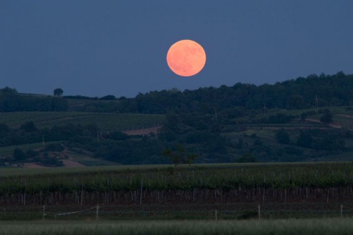 Měsíc v úplňku nad moravskými vinicemi. Takhle nějak to bude 25. prosince vypadat – Slunce zapadne kolem čtvrté a o půl hodiny později vyjde Měsíc 