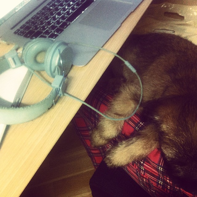 Redakční Kašpar – tak se jmenuje ten pes plemene border terrier