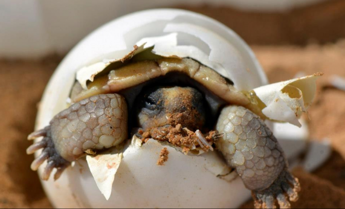 Jen málokterá želva má to štěstí, že se stačí vylíhnout - většinou se o její krátký osud postará predátor