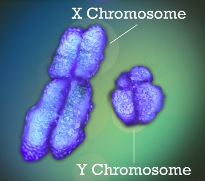 Biologická chromozomální výbava muže - bez ohledu na to, jestli se kulturně cítí být ženou, velbloudem, ponožkou nebo třeba hřibem.