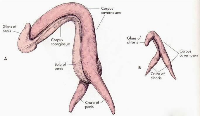 Klitoris i penis vypadají v podstatě jako vetřelci z vesmíru.