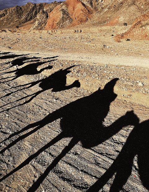 Negevskou poušť můžete poznat i ze hřbetu velblouda na celodenním treku. 