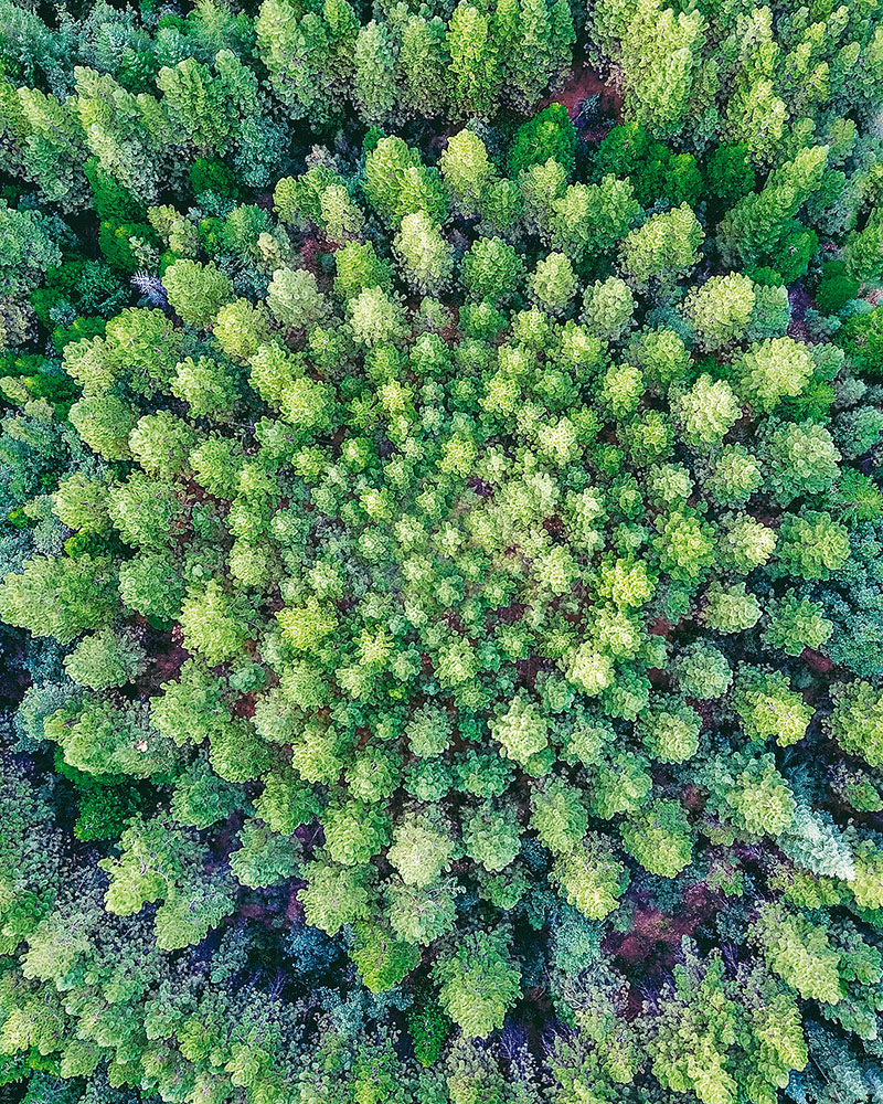 Jedno z nejzajímavějších míst v kalifornském vnitrozemí je obrovský park Eldorado National Forest. Jeho součástí jsou také uměle vysázené borovicové kultury, na kterých se již desítky let  zkoumá, jak se stromům daří v soustředných kruzích, mezi kterými s