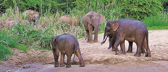 Řeka Kinabatangan, Borneo, Malajsie – v džungli obklopující nejdelší tok na malajsijském Borneu vedou bezpečné pěší stezky nebo se sem můžete vydat loďkou po řece a vedle orangutanů, varanů a nosatých opic kahau tu uvidíte tyhle malé ‚pygmejské‘ sloníky.
