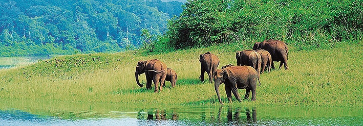 Rezervace Periyar, stát Kerala, Indie – rezervace vyhlášená před čtyřiceti lety jako tygří je dnes paradoxně známá hlavně díky své sloní populaci. Navíc hned vedle je město Kumi, proslulé svými rozsáhlými plantážemi koření.