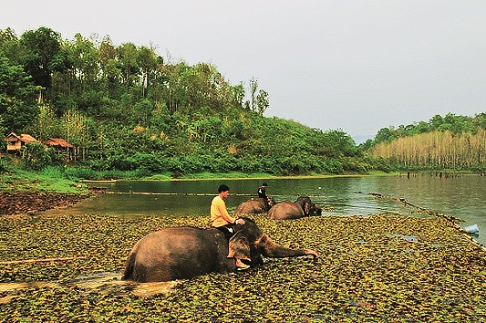 Záchranná stanice slonů Sayboury, Laos – kdysi „země milionů slonů“, dnes jich tu kvůli masivnímu odlesňování a vybíjení žije cca 1600. Starají se tu o ty staré, kterých se zbavili jejich majitelé, jimž sloužili tahání vykáceného dřeva.