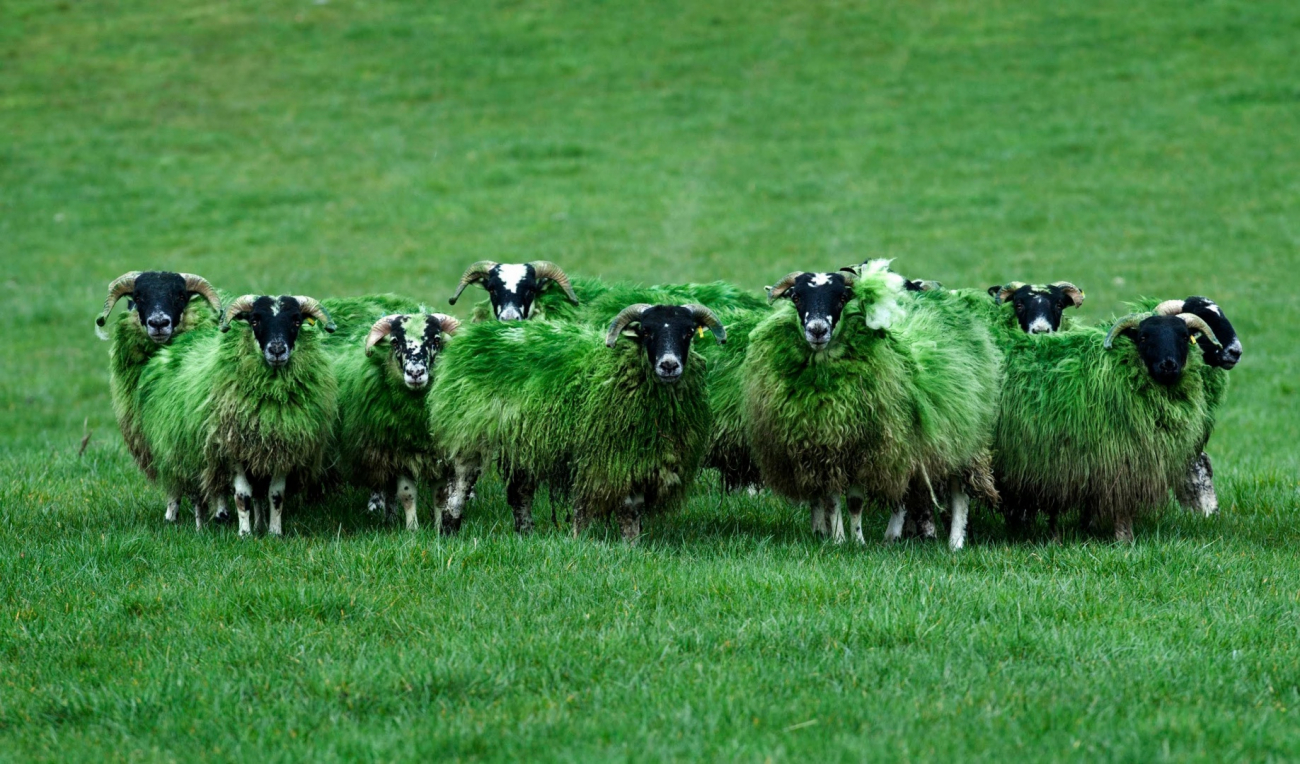 Irské ovečky