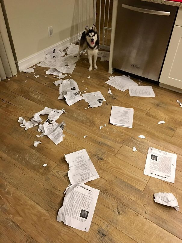 "Pes mi snědl úkol," to je pěkně tupá výmluva. Tady ji ovšem - i s obrazovým důkazem - nepoužil student, ale kantor.