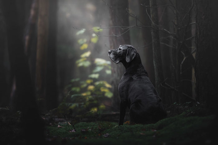 Vítězná fotografie... pořízená časně z rána v lese. V Holandsku. 