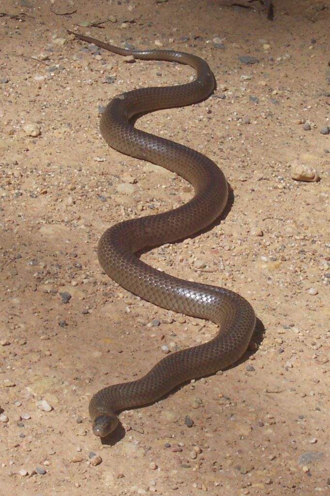 Pakobra východní je druhý nejjedovatější had světa. Ze všech hadů v Austrálii mají pravděpodobně na svědomí nejvíce ušknutí, je značně útočná. Dospělí jedinci dorůstají délky kolem 1,5 metru, toxiny jejich jedu způsobují  vnitřní krvácení.
