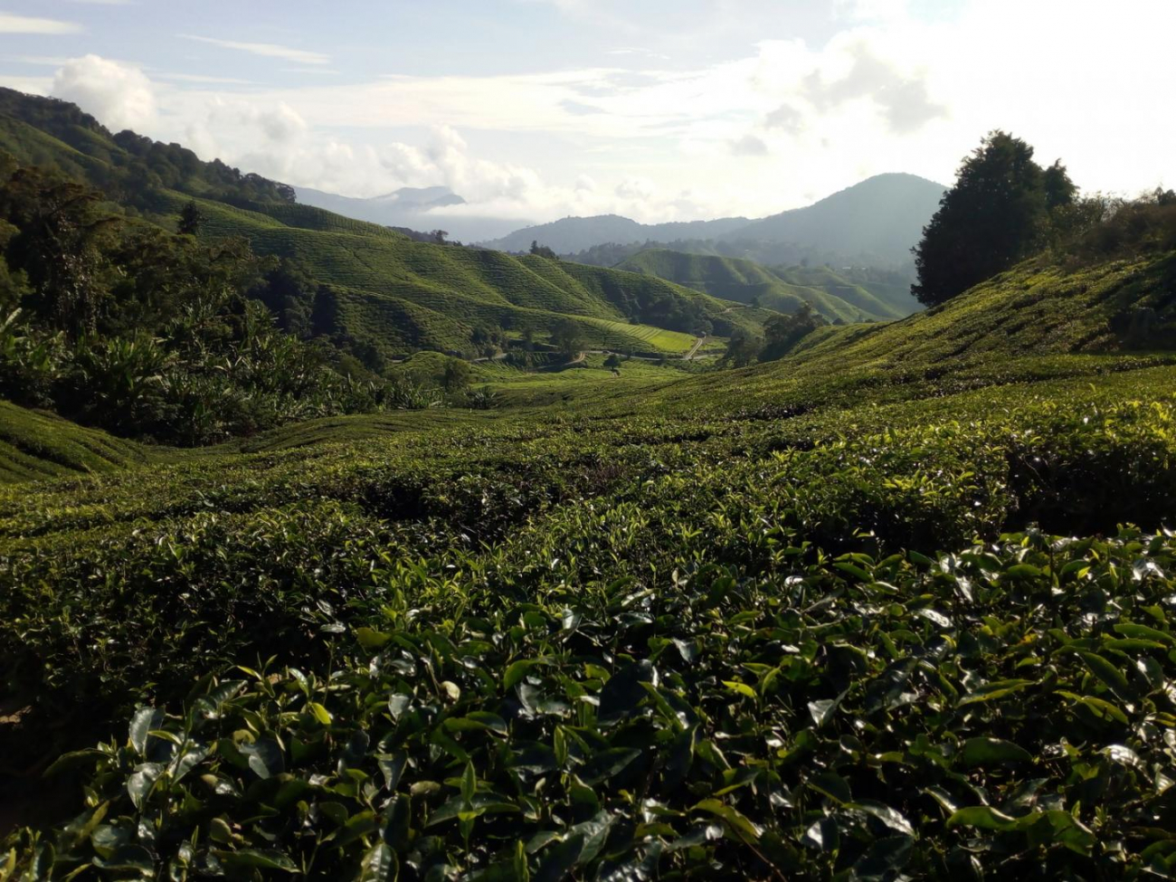Cameron Highlands je velmi úrodná oblast