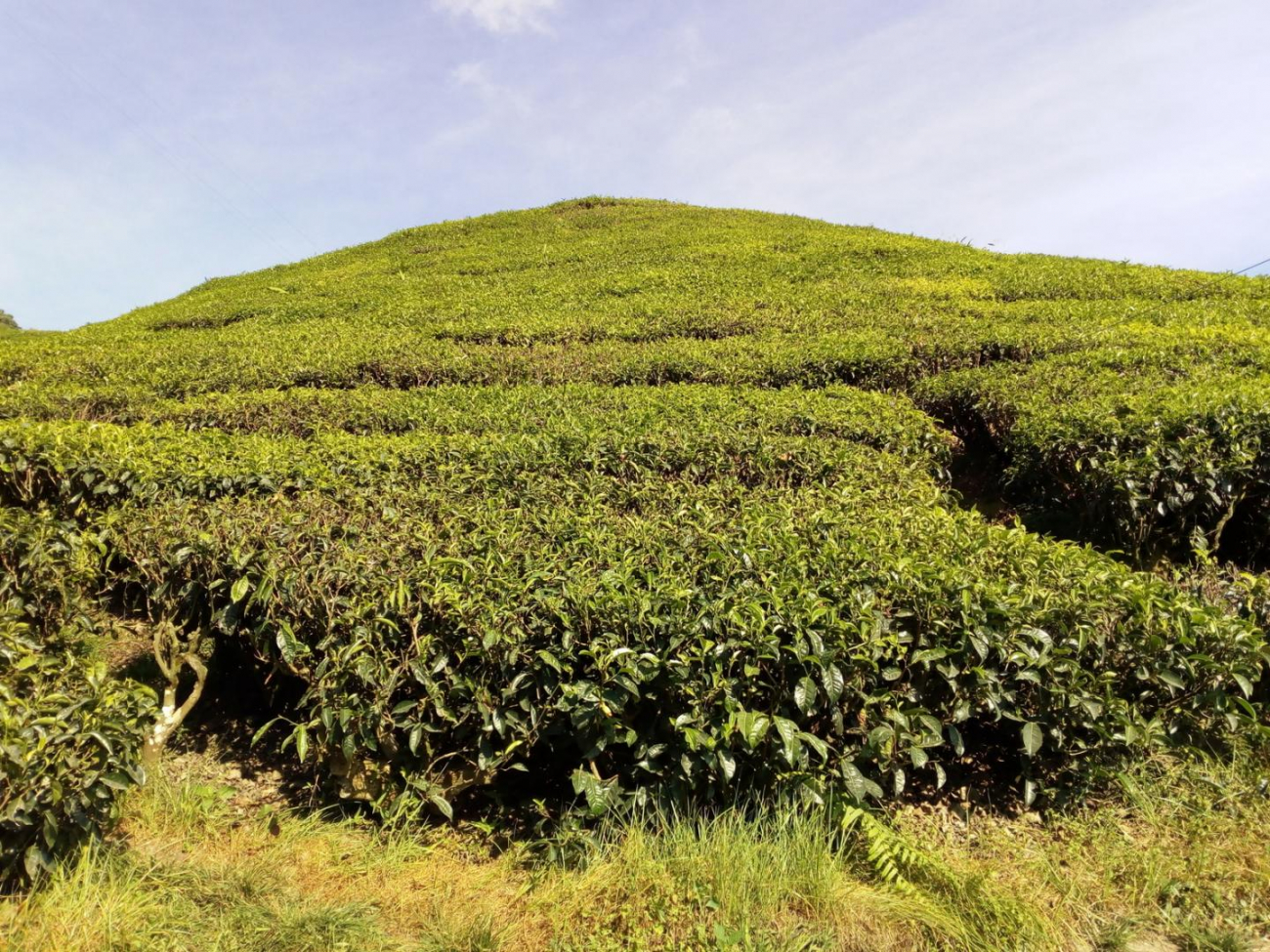 Čajové keří pokrývají i místní kopce