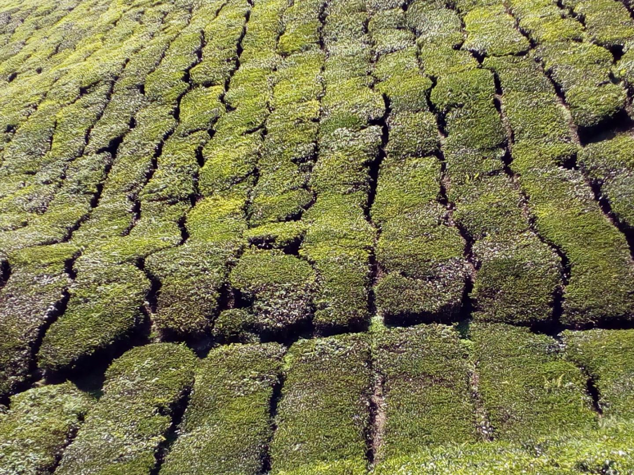 Jakoby krajina byla pokryta zeleným kobercem