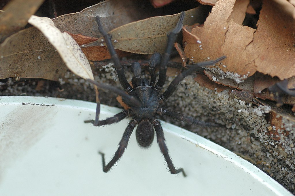 Sklípkanec jedovatý dorůstá délky kolem 3 cm. Je to jeden z nejjedovatějších druhů sklípkanů. Jeho jed způsobuje poruchy dýchání, ale i potíže s polykáním. Později nastává smrt následkem selhání srdce. Vyskytuje se zejména v okolí Sydney.