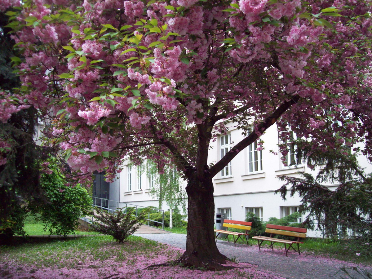 Sakura před Filozofickou fakultou Masarykovy univerzity