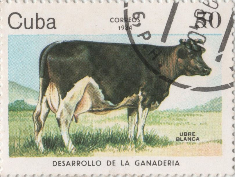 Kráva s výmluvným jménem Bílé vemínko to dotáhla až na poštovní známku.