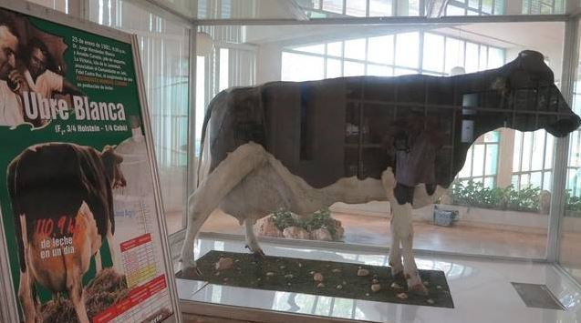 Vycpanou Fidelovu krávu Ubre Blanca můžete dnes v Havaně navštívit i vy.