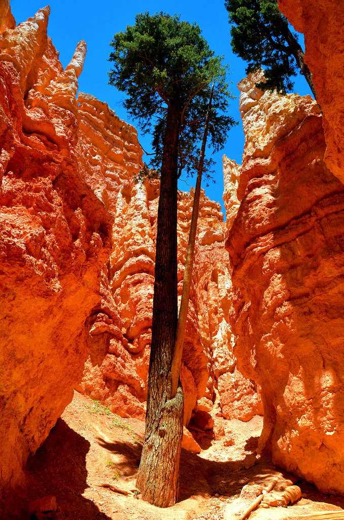 Bryce kaňon, Utah, USA