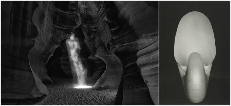 Peter Lik: Phantom (2014) / Edward Weston: Nautilus (1927)