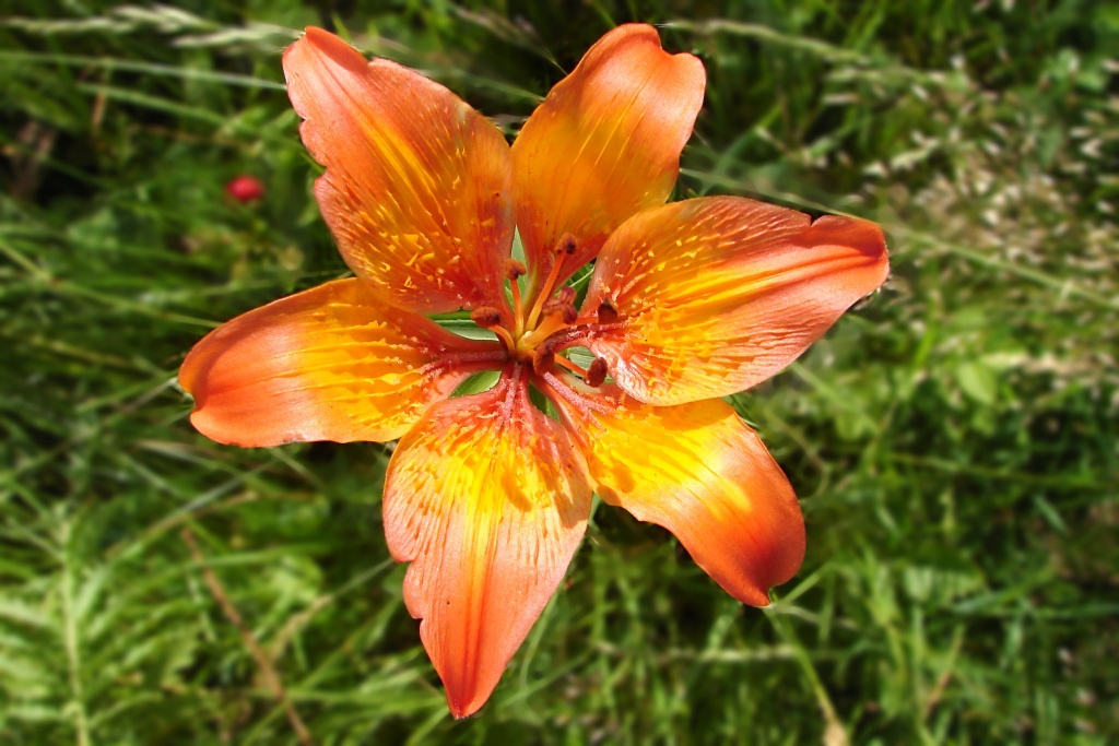 Lilie cibulkonosná (Lilium bulbiferum)