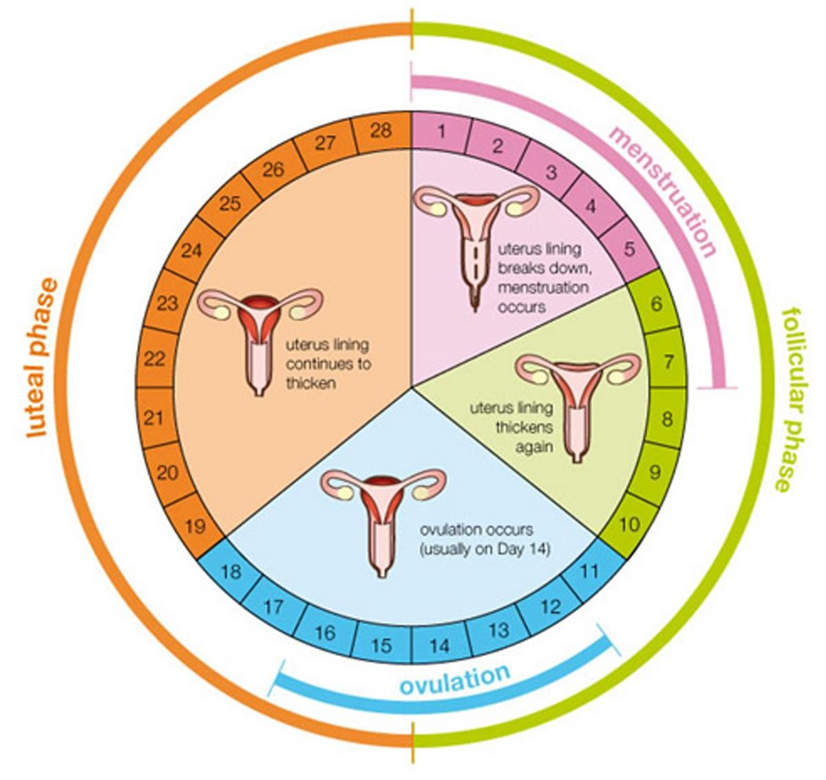 Možnost oplodnění je velmi krátká (modrá křivka "ovulation" dole)