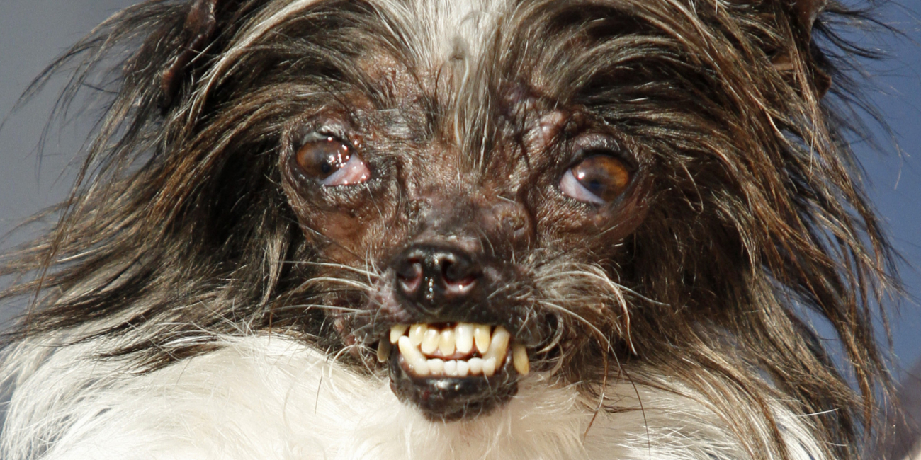 Peanut ze Severní Karolíny – aktuálně nejošklivější pes na světě