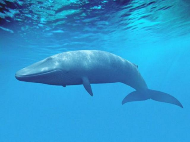 Skutečně může Modrá velryba zabít vaše děti?