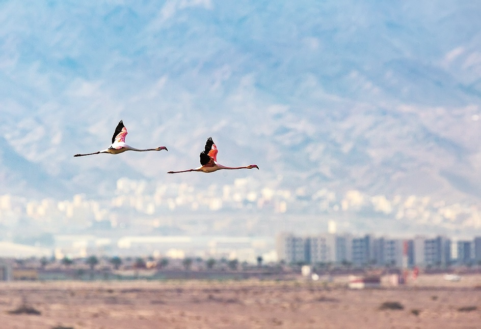 Letící plameňáci v ptačí rezervaci u Eilatu. V pozadí jordánská Akaba.