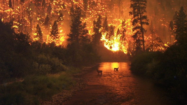 Lesní požár může způsobit ten, kdo odhodí nedopalek. 