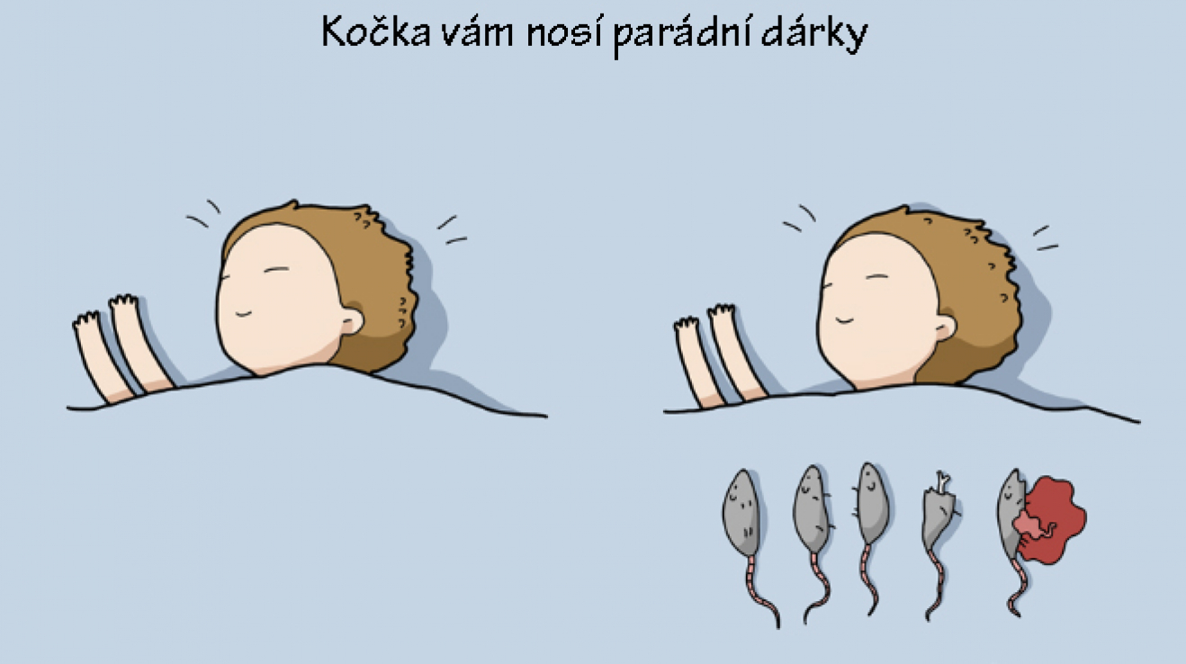 nejlepší kočička fotoes