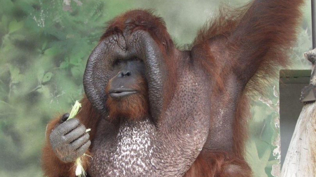 Orangutan Ňuňák byl českou opičí filmovou legendou.