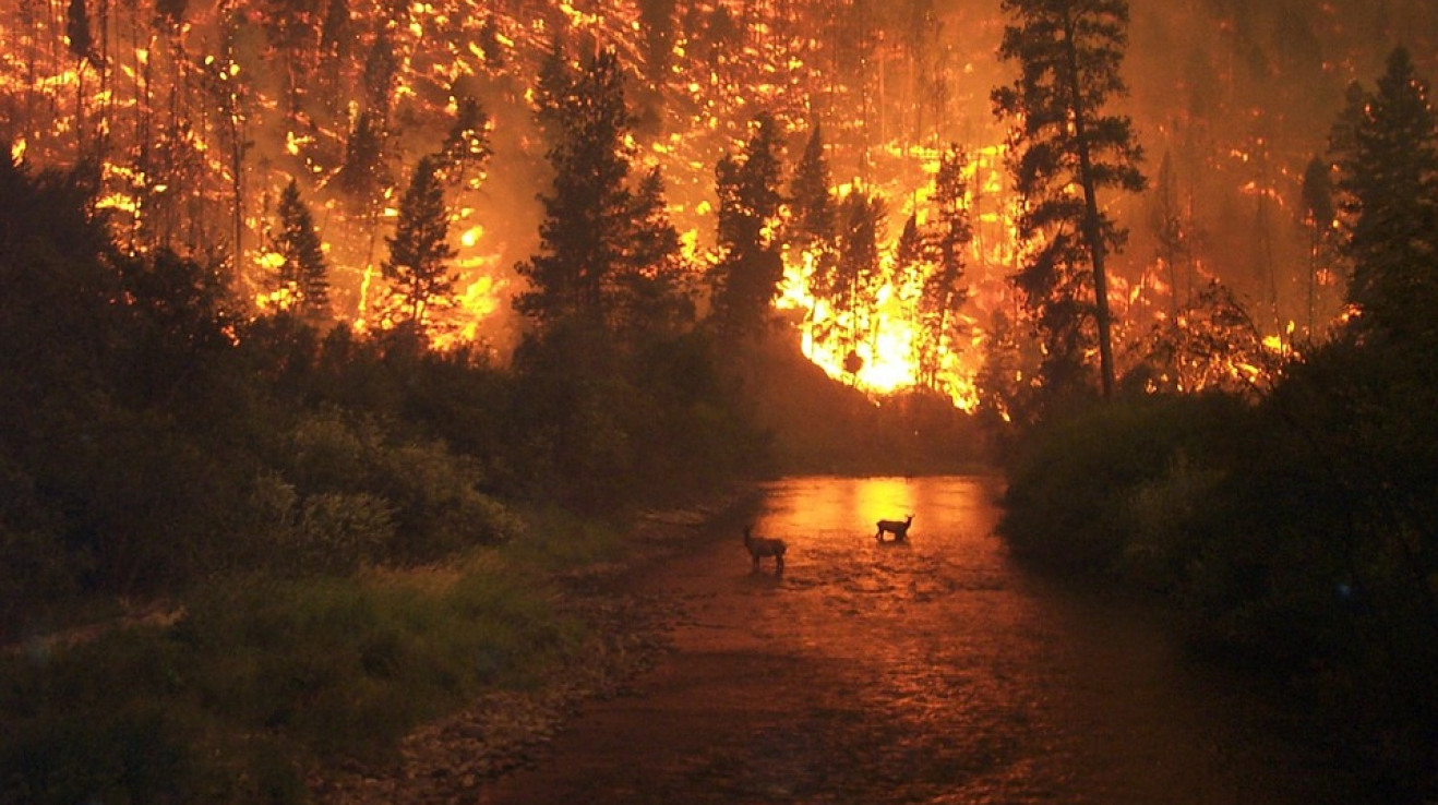 Lesní požár může způsobit ten, kdo odhodí nedopalek. 