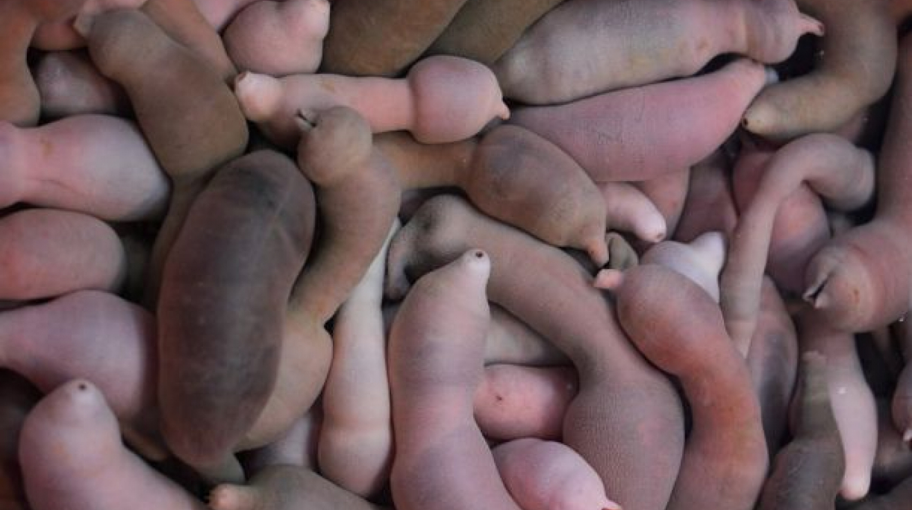 sání velké péro videa chlupaté velké vagíny