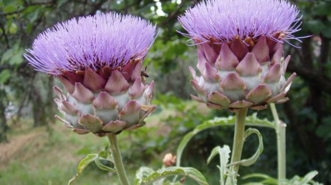 артишок дикий. тышотые артишоки. артишок рыба. артишок многолетний серебристый. артишок семена.