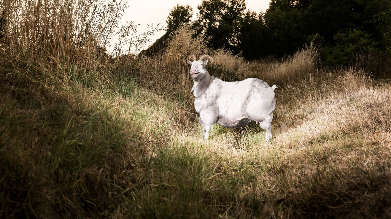 Koza domácí (Capra aegagrus hircus) je menší sudokopytník chovaný pro mléko a maso téměř po celém světě. „My jsme si pro naše focení vybrali českou bílou kozu jménem Ofélie, která váží 50 kg. Obézní koza má na finální fotografii zhruba 120 kg.“