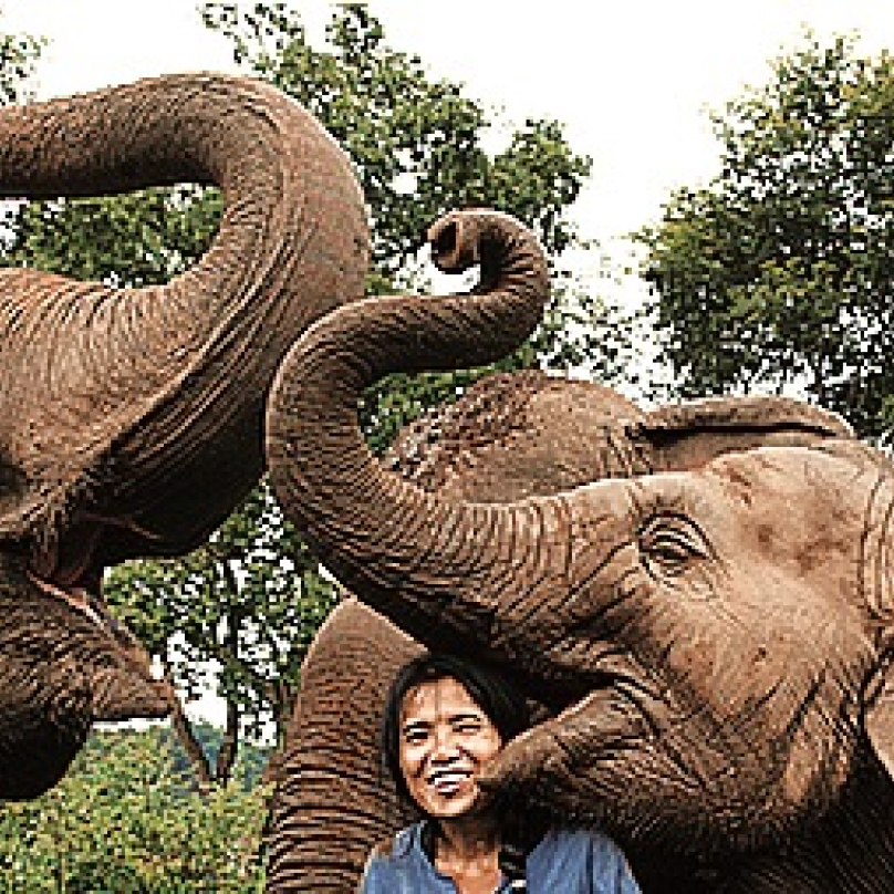 Sloní národní park, Čangmaj, Thajsko  – k volně žijícím slonům se zde dostanete velmi blízko; nenabízejí zde projížďky, ale můžete se mezi nimi procházet nebo je vodit, většinou jde o slony vysvobozené z farem a cirkusů kvůli týrání.