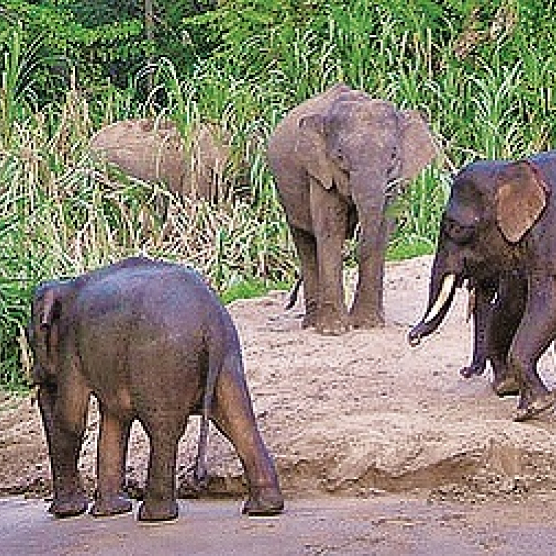 Řeka Kinabatangan, Borneo, Malajsie – v džungli obklopující nejdelší tok na malajsijském Borneu vedou bezpečné pěší stezky nebo se sem můžete vydat loďkou po řece a vedle orangutanů, varanů a nosatých opic kahau tu uvidíte tyhle malé ‚pygmejské‘ sloníky.