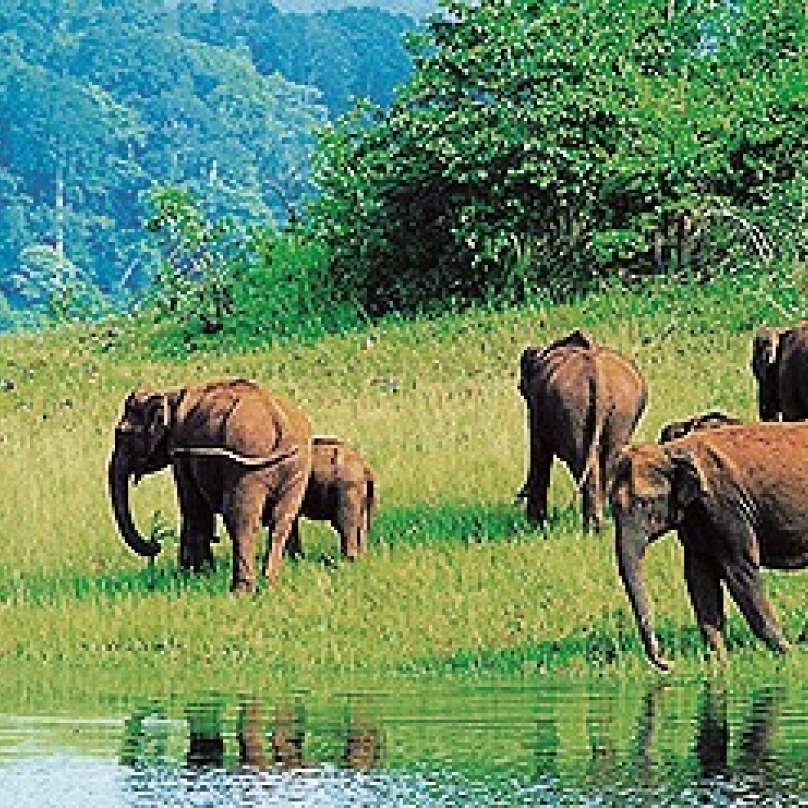 Rezervace Periyar, stát Kerala, Indie – rezervace vyhlášená před čtyřiceti lety jako tygří je dnes paradoxně známá hlavně díky své sloní populaci. Navíc hned vedle je město Kumi, proslulé svými rozsáhlými plantážemi koření.