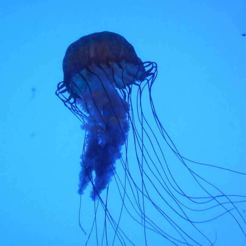 Pozor! Vysoce nebezpečná medúza čtyřhranka Fleckerova. Vyskytuje se v mořích v servní části Austrálie a její žahnutí nemusí být smrtelné. Většinu úmrtí na svědomí utonutí způsobené šokem.
