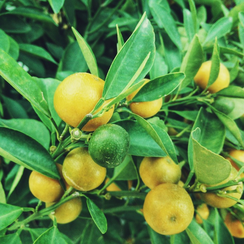Citron je výborný pomocník při bodnutí hmyzem. 