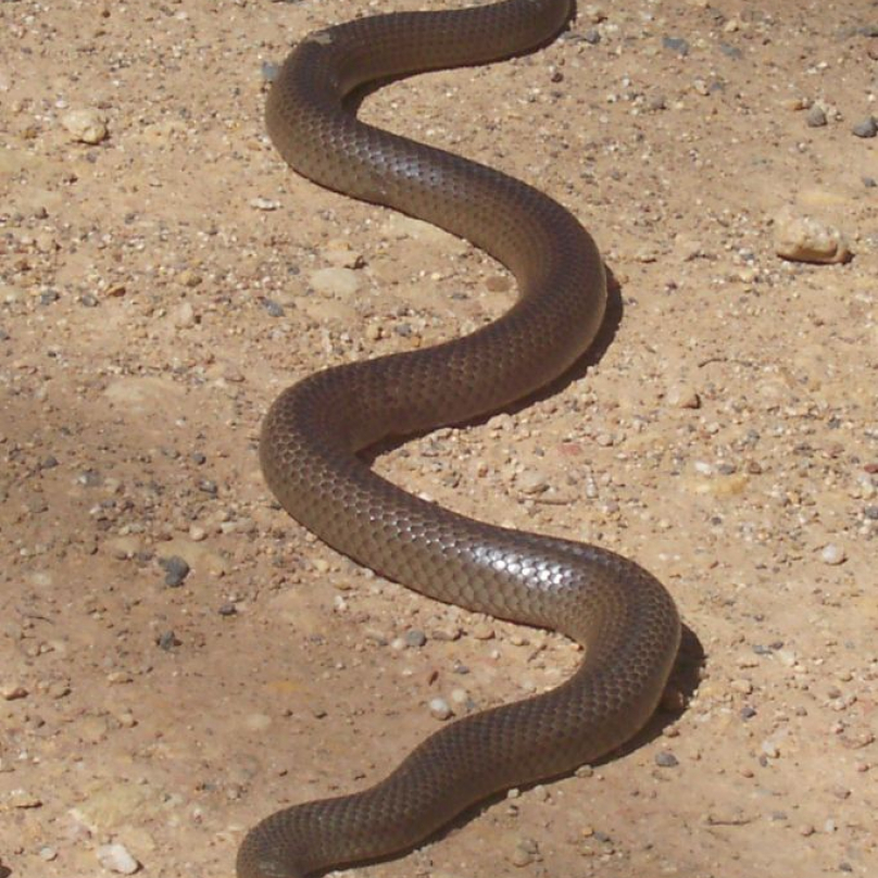 Pakobra východní je druhý nejjedovatější had světa. Ze všech hadů v Austrálii mají pravděpodobně na svědomí nejvíce ušknutí, je značně útočná. Dospělí jedinci dorůstají délky kolem 1,5 metru, toxiny jejich jedu způsobují  vnitřní krvácení.