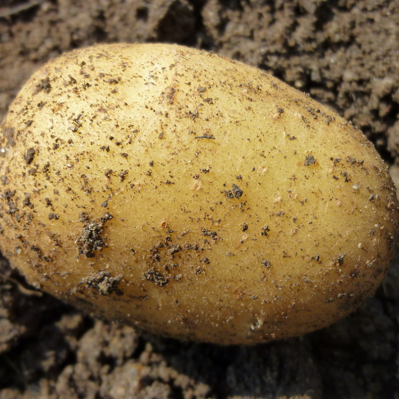 brambora